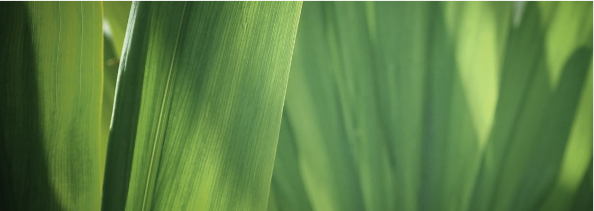 long_leaves